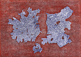 Caroline Younger: Yellow Lichens on Red, 2019