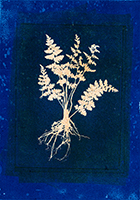 Caroline Younger: Fern on Black and Blue, 2019