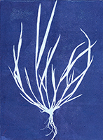 Caroline Younger: Grass 5, 2019
