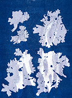 Caroline Younger: Five Mauve Lichens, 2019