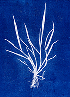 Caroline Younger: Grass 6, 2019