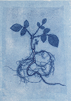 Caroline Younger: Blue Bramble 2, 2019