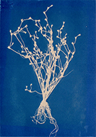 Caroline Younger: Forget-Me-Not, 2019