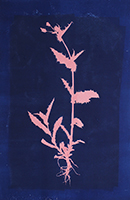 Caroline Younger: Thistle, 2020