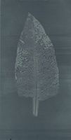 Caroline Younger: Leaf 5, 2016