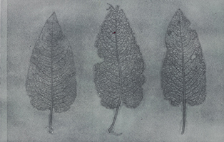 Caroline Younger: Leaves 7, 2016