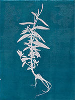 Caroline Younger: Willow Herb 2, 2016