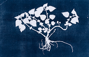 Caroline Younger: Nettle 1, 2019