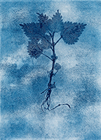 Caroline Younger: Nettle 4, 2019
